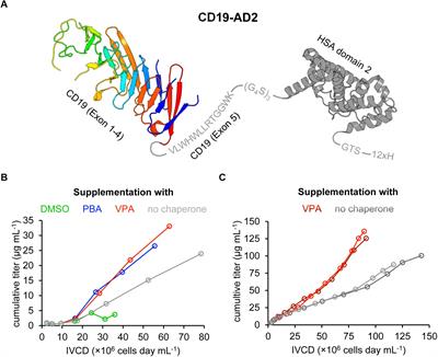 Getting CD19 Into Shape: Expression of Natively Folded “Difficult-to- Express” CD19 for Staining and Stimulation of CAR-T Cells